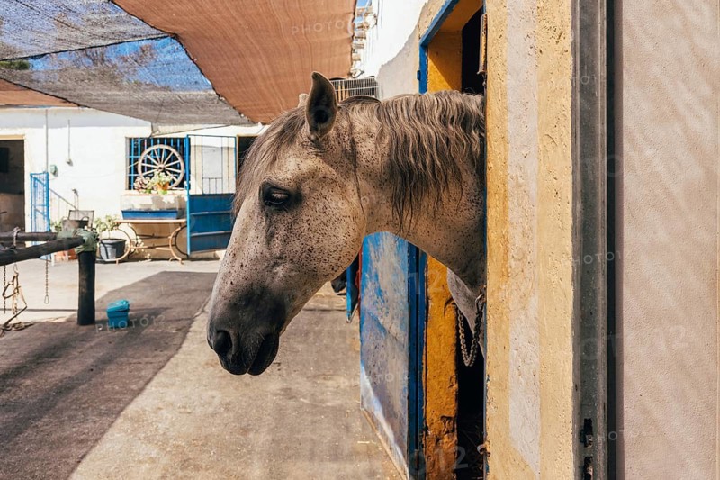 Side view of chestnut horse standing on barn