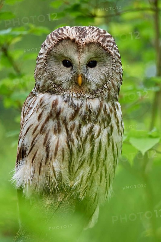 Ural owl (Strix uralensis), sitting on a branch surrounded by green foliage and observing its surroundings, summer