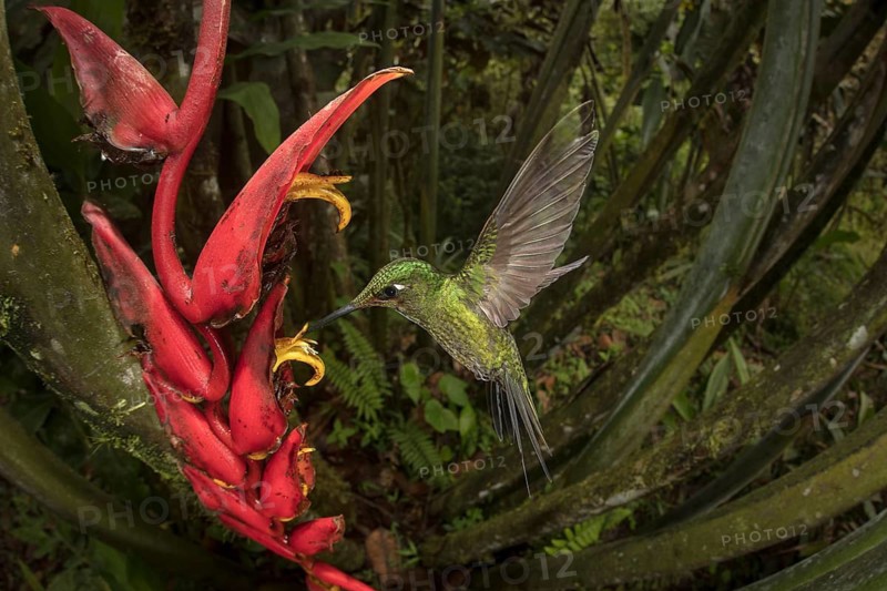 Empress Brilliant at Heliconia flowers. Image taken remotely with a fisheye lens. Mashpi Lodge, Ecuador