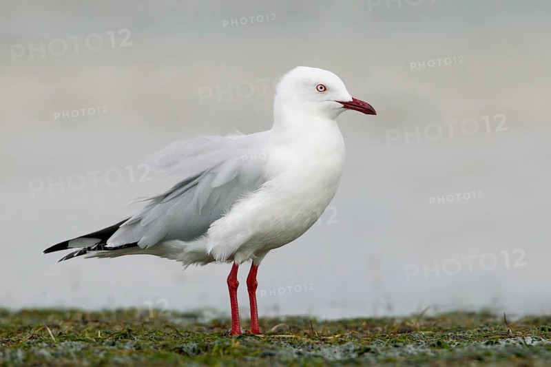 Silver Gull (Chroicocephalus novaehollandiae), Victoria, Australia