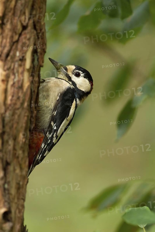 Great Spotted Woodpecker (Dendrocopos major) female, Utrecht, Netherlands