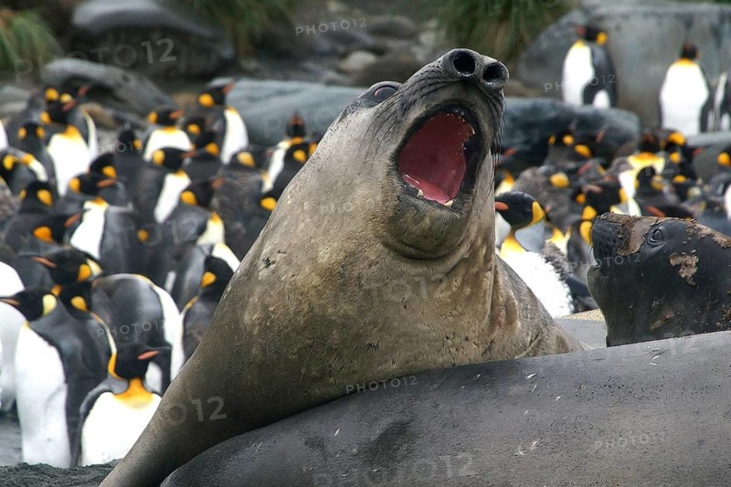 Animals, mammals, resting elephant seal, South Georgia, Antarctica