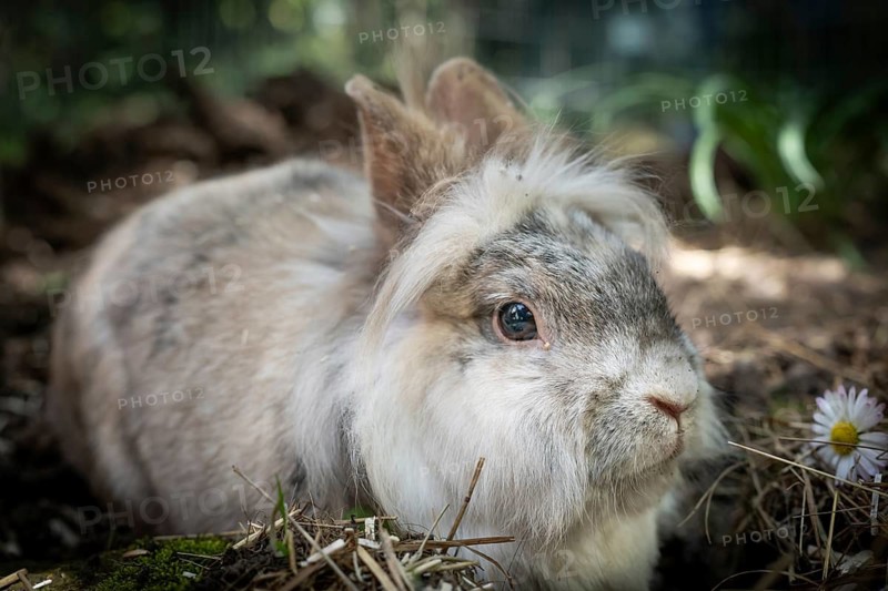 Dwarf rabbit, Stuttgart, Baden-Württemberg, Germany
