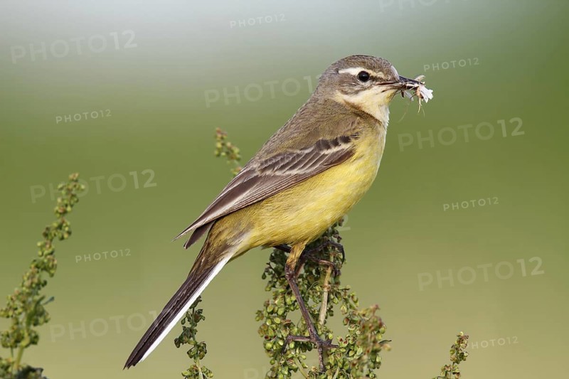 Western Yellow Wagtail (Motacilla flava), Lower Saxony, Germany