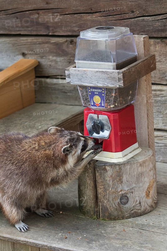 One Raccoon, procyon lotor, taking food out of food spender
