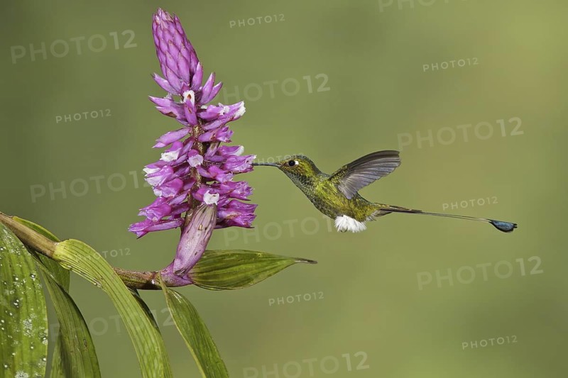 Booted Racket-tail (Ocreatus underwoodii), Ecuador