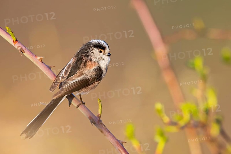 Long-tailed Tit, (Aegithalos caudatus), songbird, animals, birds, family of tits, Nahe valley, Rhineland-Palatinate, Federal Republic of Germany
