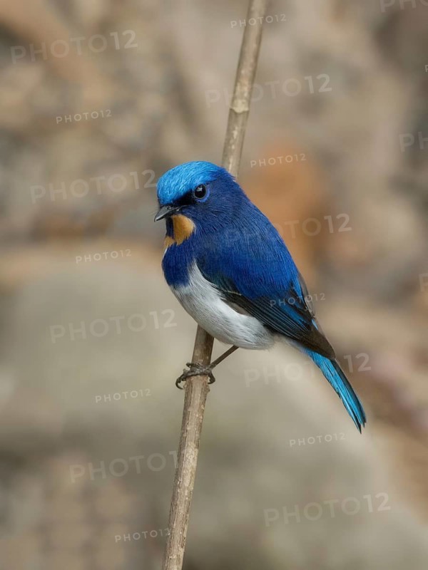 Sapphire Flycatcher (Ficedula sapphira) male perched on a branch, West Bengal, India