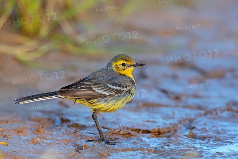 Citrine wagtail, (Motacilla citreola), foraging in a biotope, Middle East, Oman, songbird, family of stilts and pipits, Raysut, Salalah, Dhofar, Oman