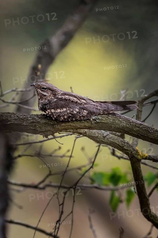 European Nightjar (Caprimulgus europaeus) perched on a branch, Saxony-Anhalt, Germany
