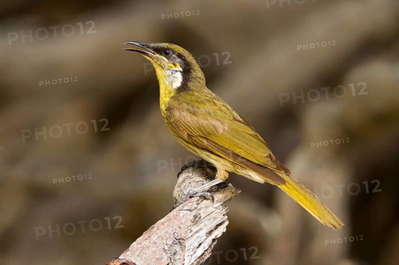 Varied Honeyeater (Gavicalis versicolor), Queensland, Australia