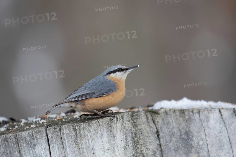 Common nuthatch in a winter park