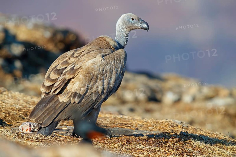 Cape Vulture, also cape griffon (Gyps coprotheres), Giant's Castle Hide, KwaZulu-Natal, South Africa