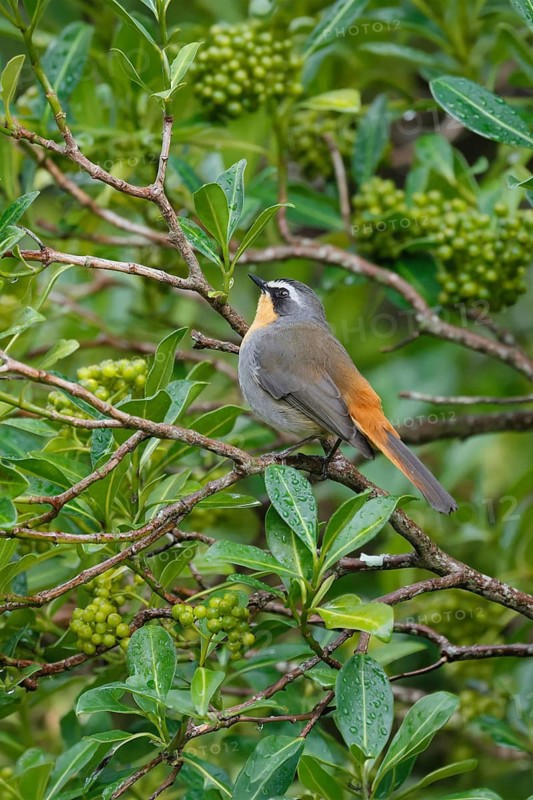 Cape Robin (Cossypha caffra), adult, on bush, vigilant, foraging, Kirstenbosch Botanic Gardens, Cape Town, South Africa