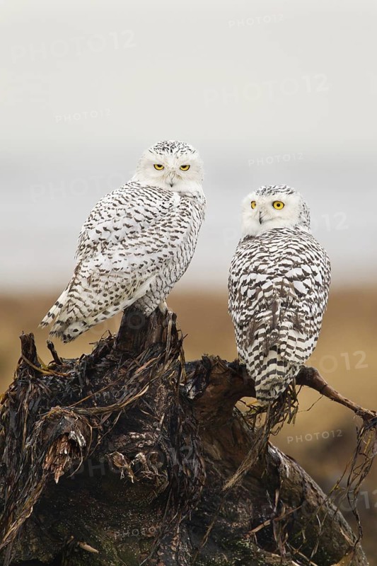 Snowy Owl (Bubo scandiacus) juvenilel, British Columbia, Canada