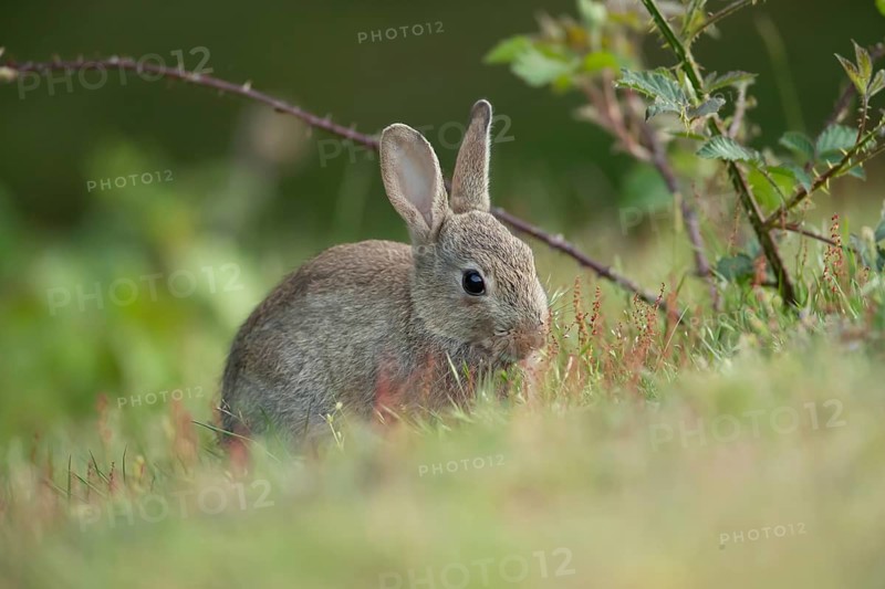 Rabbit (Oryctolagus cuniculus) juvenile baby wild animal in grassland in summer, England, United Kingdom
