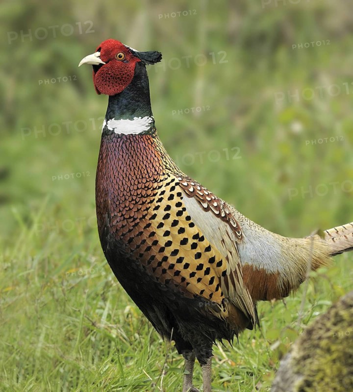 Common Pheasant (Phasianus colchicus) male, British Columbia, Canada