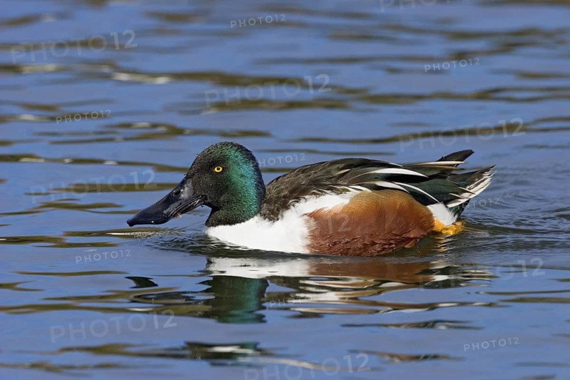 Northern Shoveler Anas clypeata Tucson, Arizona, United States 19 January Adult Male Anatidae