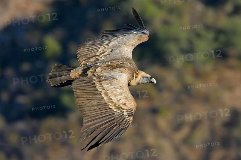 Griffon Vulture, Eurasian Griffon Vulture, Griffon Vulture, Eurasian Griffon, (Gyps fulvu), Vautour fauve, Buitre Leonado, aerial view, Hides De Calera Valley Hide, Calera Y Chozas, Castilla La Mancha Toledo, Spain