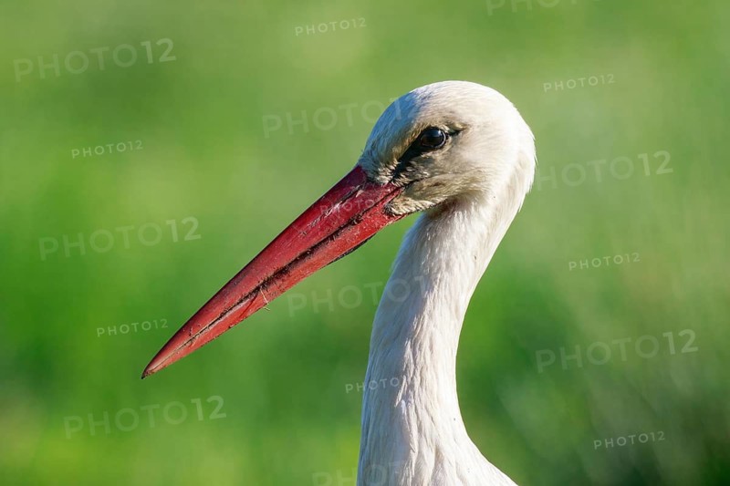 White Stork (Ciconia ciconia), North Rhine-Westphalia, Germany