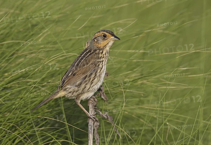 Saltmarsh Sparrow (Ammodramus caudacutus), Delaware, USA