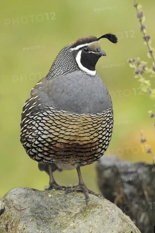 California Quail (Callipepla californica) male, Canada