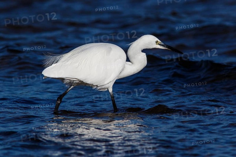 Little Egret (Egretta garzetta) fishing on sea, Asturias, Spain