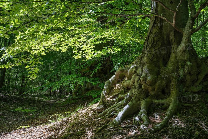 Roots of a green beech tree, Ore Mountains, Czech Republic, May 2024