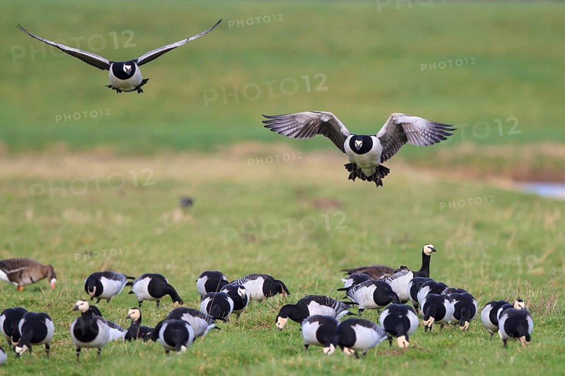 Barnacle Goose & Greater White-fronted Goose (Branta leucopsis & Anser albifrons) foraging, Netherlands
