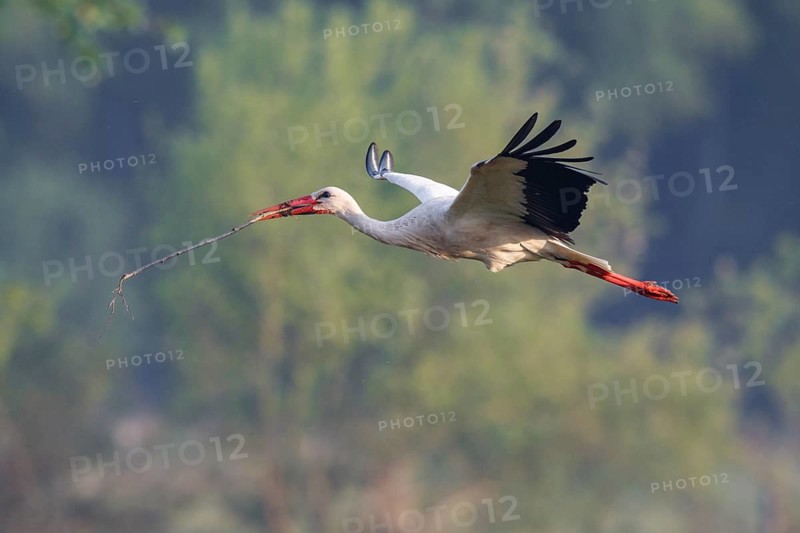 White Stork (Ciconia ciconia) flying with nesting material, North Rhine-Westphalia, Germany