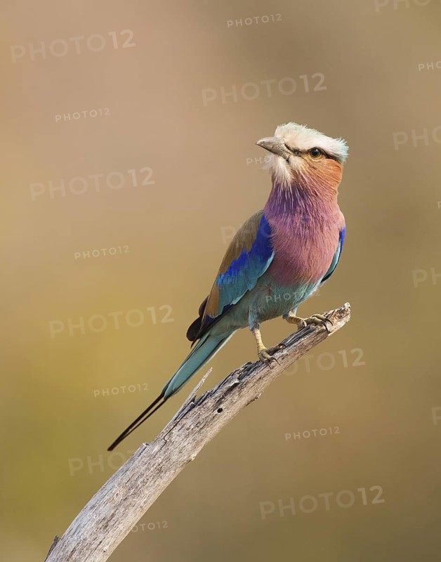 Lilac-breasted Roller (Coracias caudatus), Chobe, Botswana