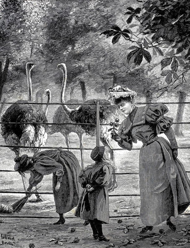 In front of the ostrich enclosure, mother and daughter in the zoological garden, 1896, illustration, reproduction from a 19th century model. Authentic, file restored for optimal use, exact date of submission unknown, historical, woman and children look at ostriches through a fence in the park