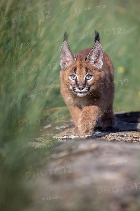 Caracal (Caracal caracal) playful cub sneaking up, Castile-La Mancha, Spain