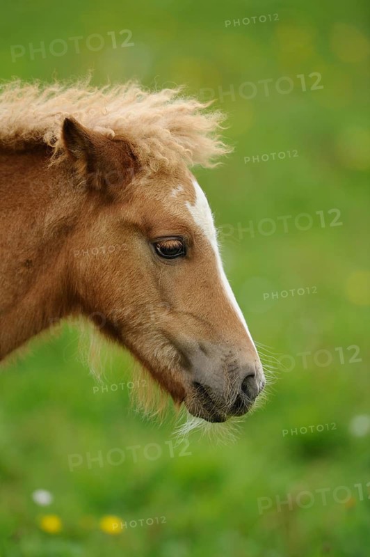 Young horse in profile with curly mane and white forehead stripe in the meadow, Welsh pony, Bavaria