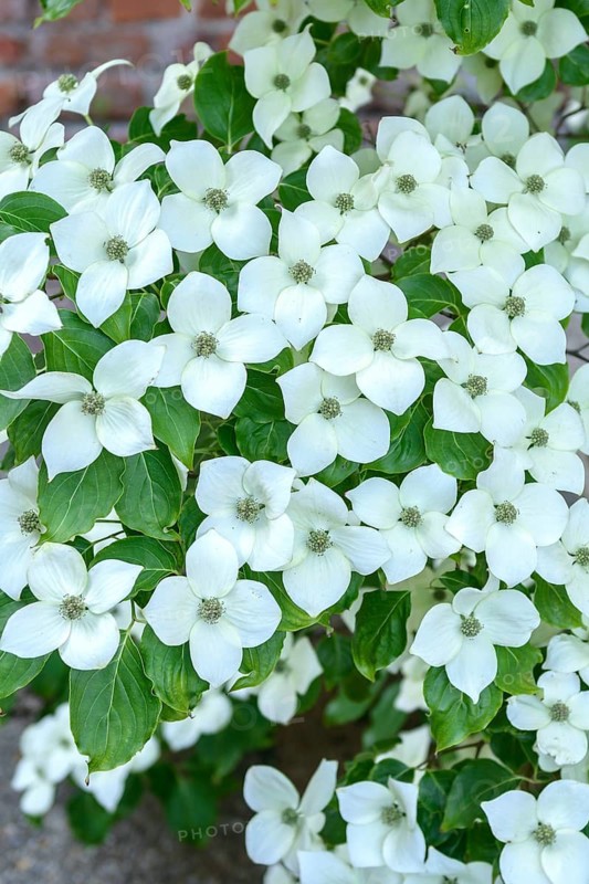 Chinese flowering dogwood (Cornus kousa var. chinensis), EXbury gardens, Great Britain