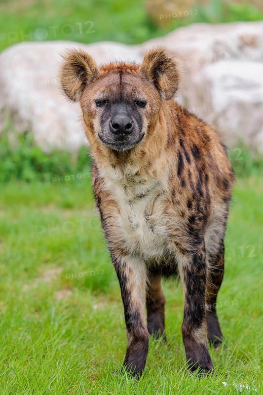 Portrait of an adult female Spotted Hyena (Crocuta crocuta)