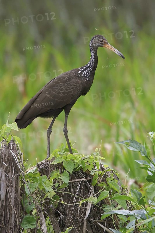 Limpkin (Aramus guarauna), Manu National Park, Peru