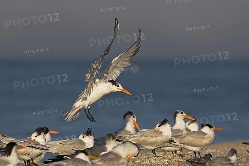 Royal Tern (Thalasseus maximus), Florida, USA