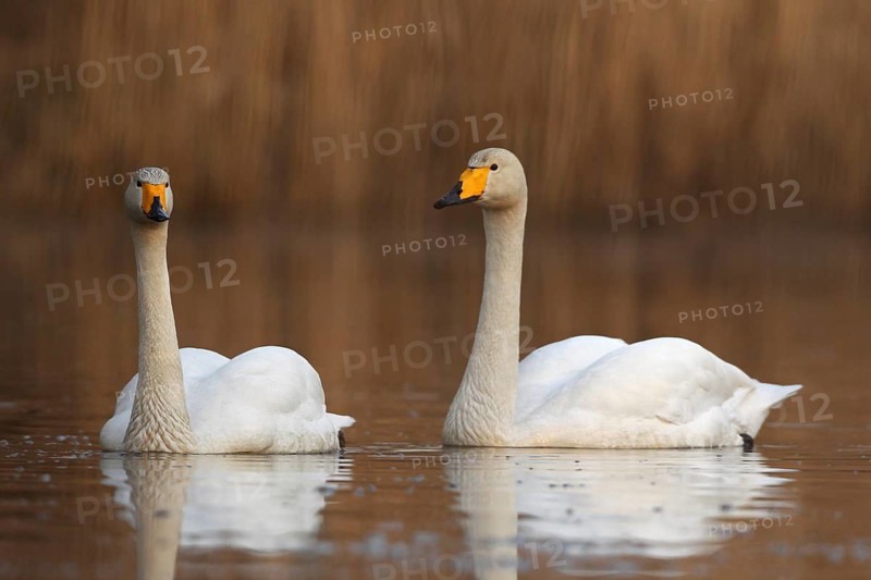 Singschwan (Cygnus cygnus)