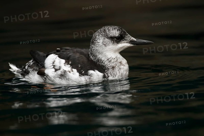 Black Guillemot (Cepphus grylle), Schleswig-Holstein, Germany