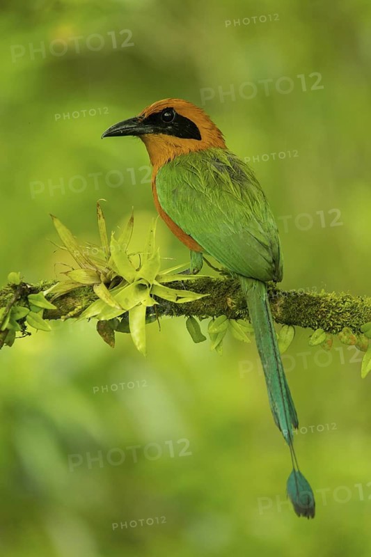 Rufous Motmot (Baryphthengus martii) perched on a branch, Mindo, Ecuador