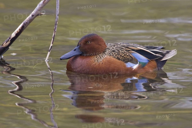 Cinnamon Teal (Spatula cyanoptera) male, Texas, USA