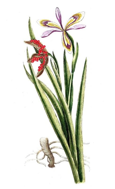 Iris foetidissima Stinking iris, digital reproduction of a historical original, between 1790 and 1810