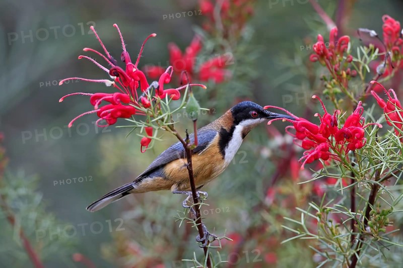 Eastern Spinebill (Acanthorhynchus tenuirostris), Australia