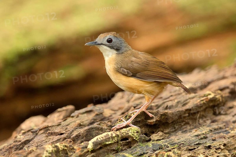 Short-tailed Babbler (Malacocincla malaccensis), Pahang, Malaysia