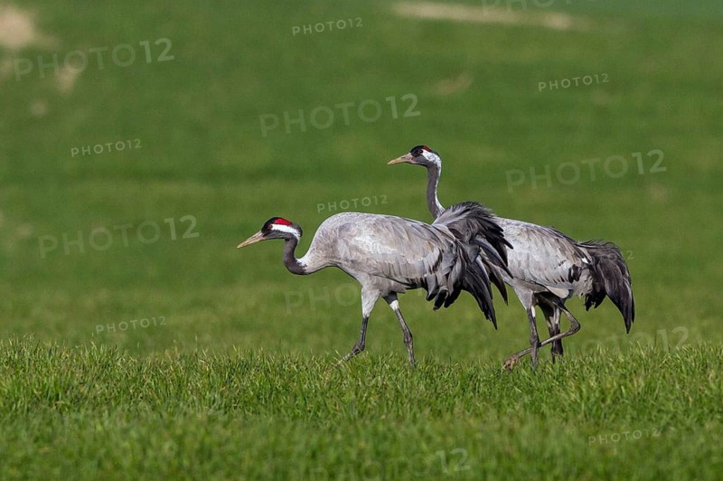 Common Crane (Grus grus) foraging, Mecklenburg-Western Pomerania, Germany