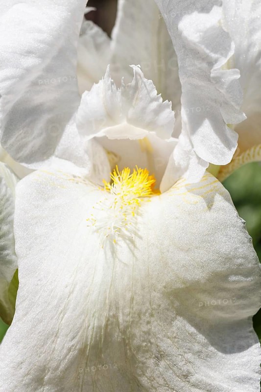Beautiful multicolored iris flower bloom in the garden. Close up, fragility and summer concept