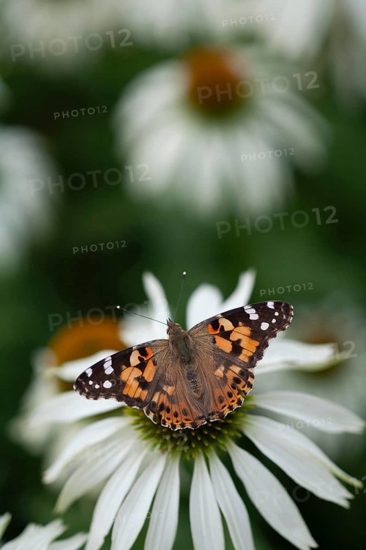 Painted lady butterfly (Vanessa cardui) adult insect feeding on a garden Coneflower (Echinacea spp) flower in summer, Suffolk, England, United Kingdom