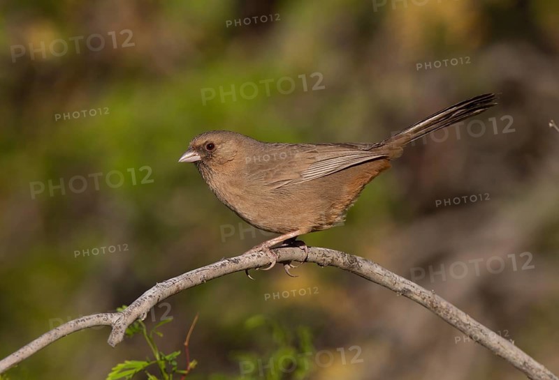 Abert's Towhee (Melozone aberti), California, USA