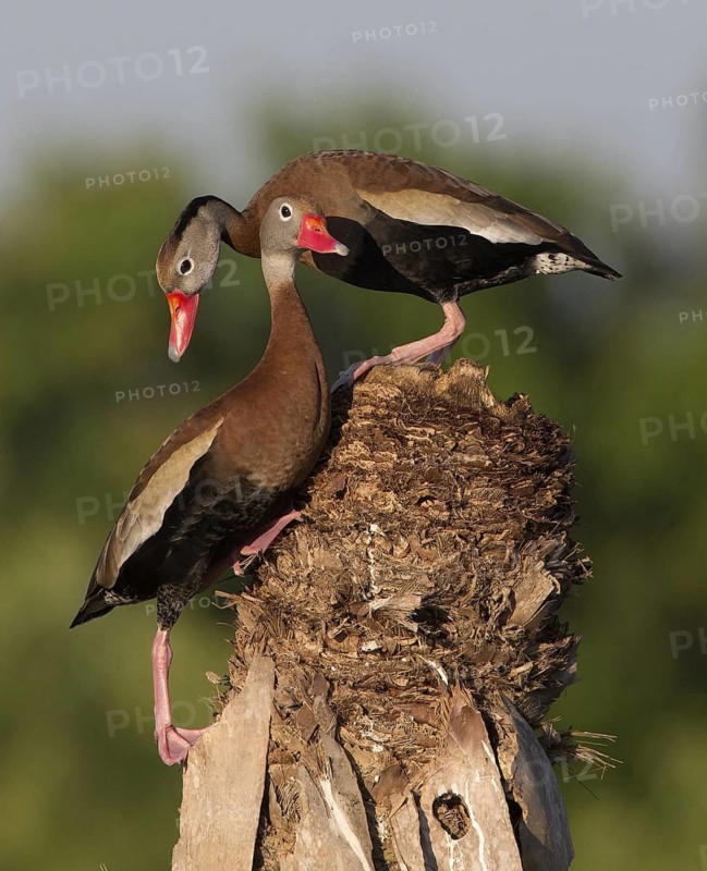 Black-bellied Whistling Duck (Dendrocygna autumnalis) pair, Florida, USA